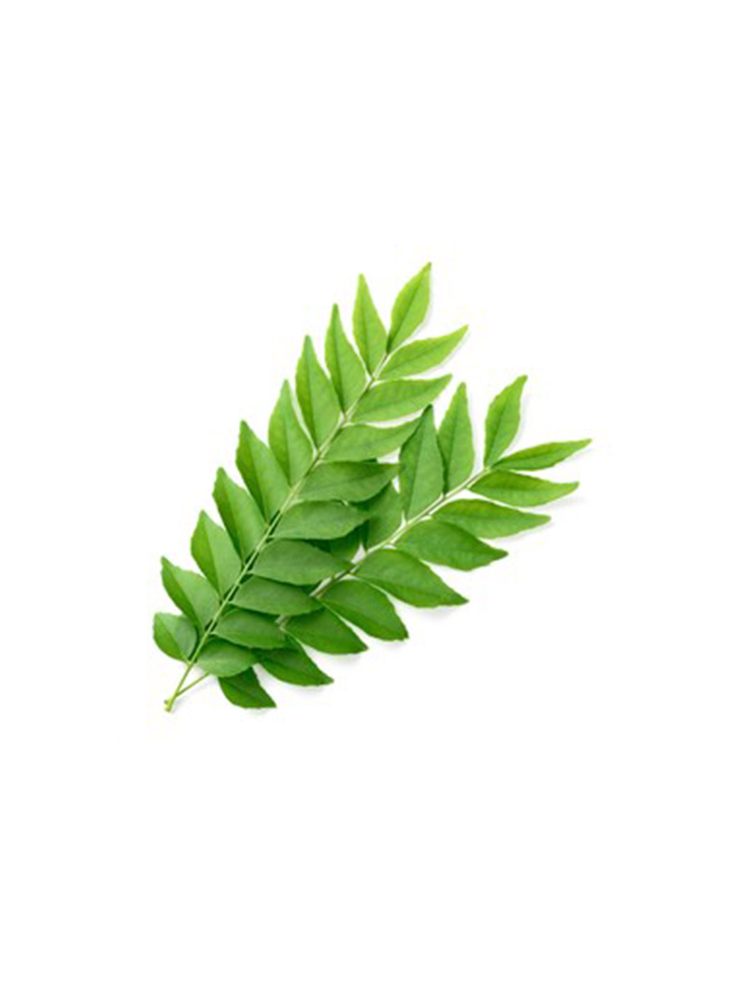 Curry-leaves